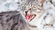 why-cats-hiss-cat-care-youtube-regarding-funny-cat-hissing.jpg