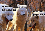 волки2.gif