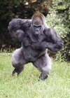 ape-clipart-silverback-gorilla-18.jpg