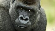 morda-gorilly-krupnym-planom.jpg