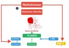 Fig-2-Mechanism-of-Action-Nattokinase-dissolves-blood-clots-by-directly-hydrolyzing.jpg