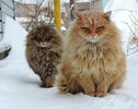 Siberian-Cats_photo-Alla-Lebedeva71.jpg