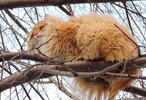 Siberian-Cats_photo-Alla-Lebedeva81.jpg