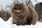 Siberian-Cats_photo-Alla-Lebedeva101.jpg