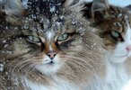 Siberian-Cats_photo-Alla-Lebedeva121.jpg