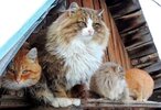 Siberian-Cats_photo-Alla-Lebedeva151.jpg